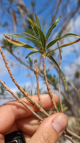 Tephritis baccharis