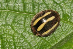 Epilachna albovittata