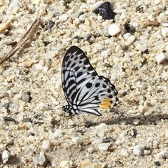 Graphium delessertii