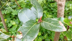 Laurus azorica
