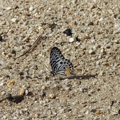 Graphium delessertii