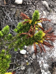 Erica coccinea