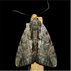 Catocala insolabilis