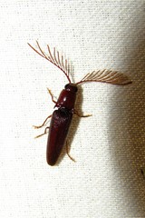 Dicrepidius palmatus