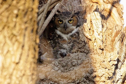 Great Horned Owl photographed in Kentucky