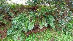 Polypodium macaronesicum azoricum