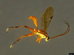 Gavrana maculipes