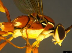 Gavrana maculipes