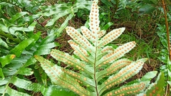 Polypodium macaronesicum azoricum