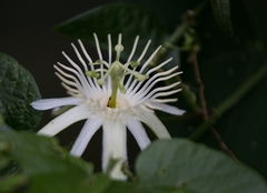 Passiflora capsularis