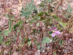 Phaseolus filiformis