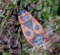Pyrrhocoris apterus