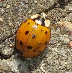 Harmonia axyridis
