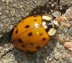 Harmonia axyridis