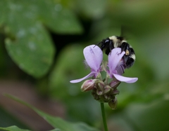 Bombus brasiliensis