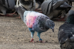 Columba livia domestica