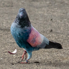 Columba livia domestica