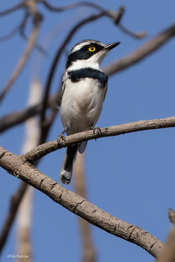 Senegal Batis (Batis senegalensis) photo