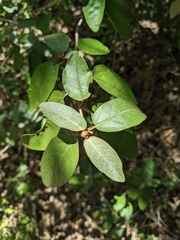 Croton alabamensis