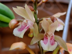 Eulophia maculata