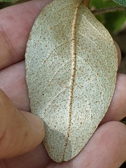Croton alabamensis