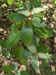 Croton alabamensis
