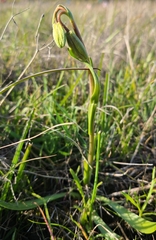 Fritillaria biflora ineziana