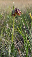Fritillaria biflora ineziana