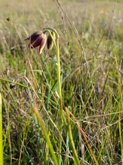 Fritillaria biflora ineziana