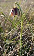 Fritillaria biflora ineziana