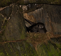 Cypseloides fumigatus