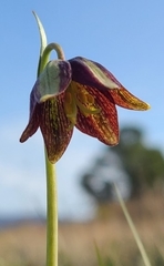 Fritillaria biflora ineziana