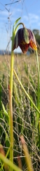 Fritillaria biflora ineziana