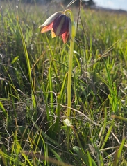 Fritillaria biflora ineziana