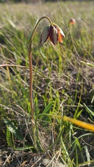 Fritillaria biflora ineziana