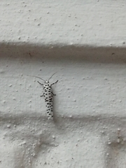 Yponomeuta strigillatus