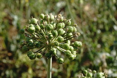 Allium cyrillii