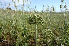Allium cyrillii