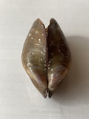 Bivalvia