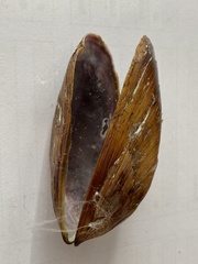 Bivalvia