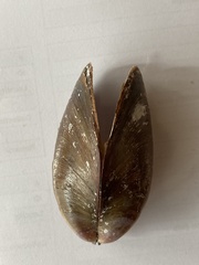 Bivalvia