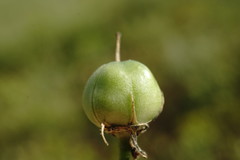 Allium cyrillii