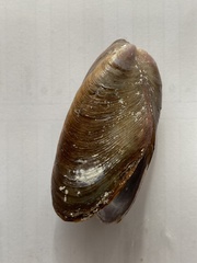 Bivalvia