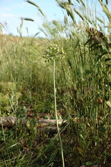 Allium cyrillii