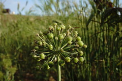 Allium cyrillii