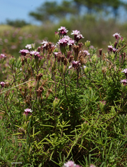 Stevia satureiifolia