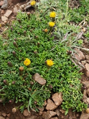 Senecio trifidus