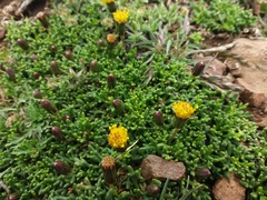 Senecio trifidus