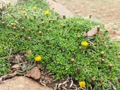 Senecio trifidus