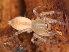 Araneae